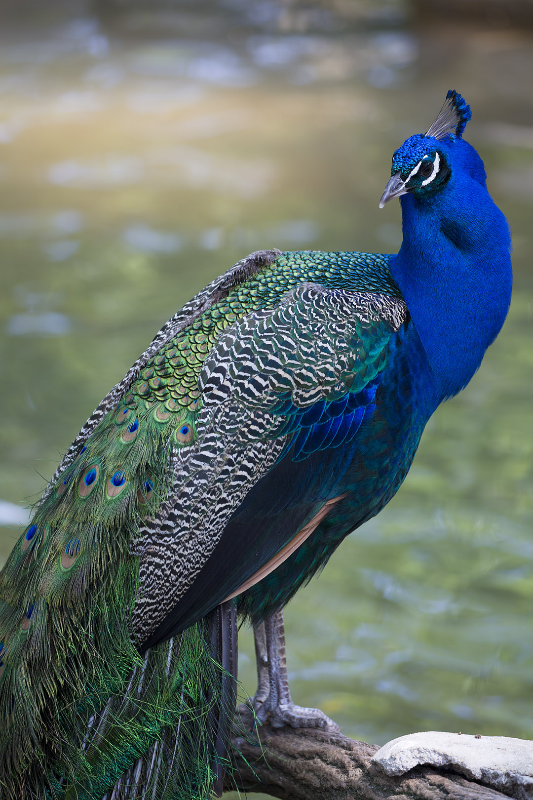 王子動物園_a0003166_17392698.jpg