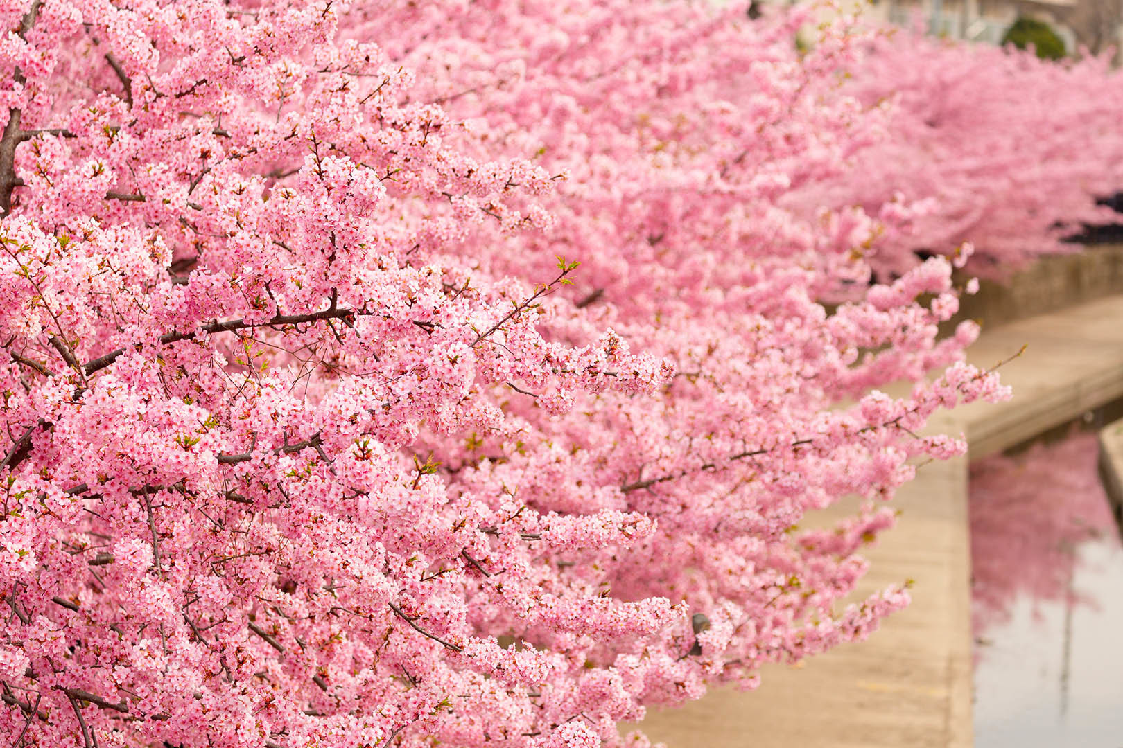 淀　河津桜_a0003166_17401243.jpg