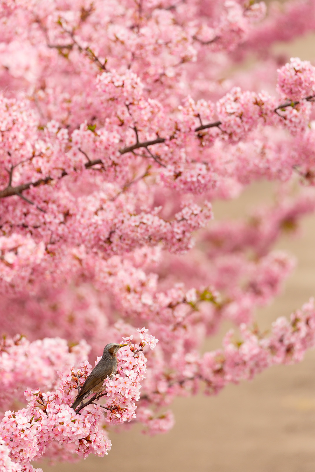 淀　河津桜_a0003166_17401297.jpg