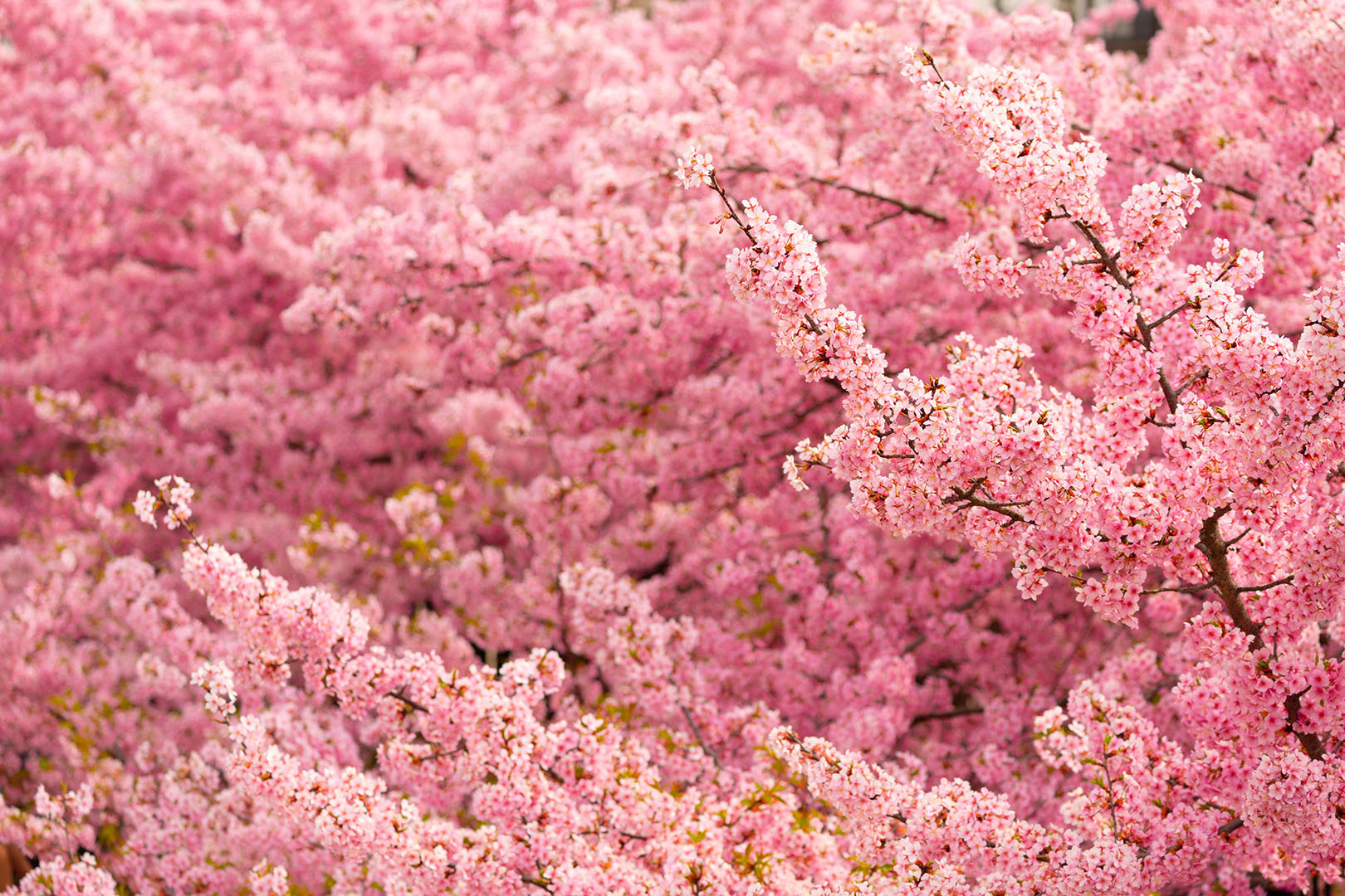 淀　河津桜_a0003166_17401913.jpg