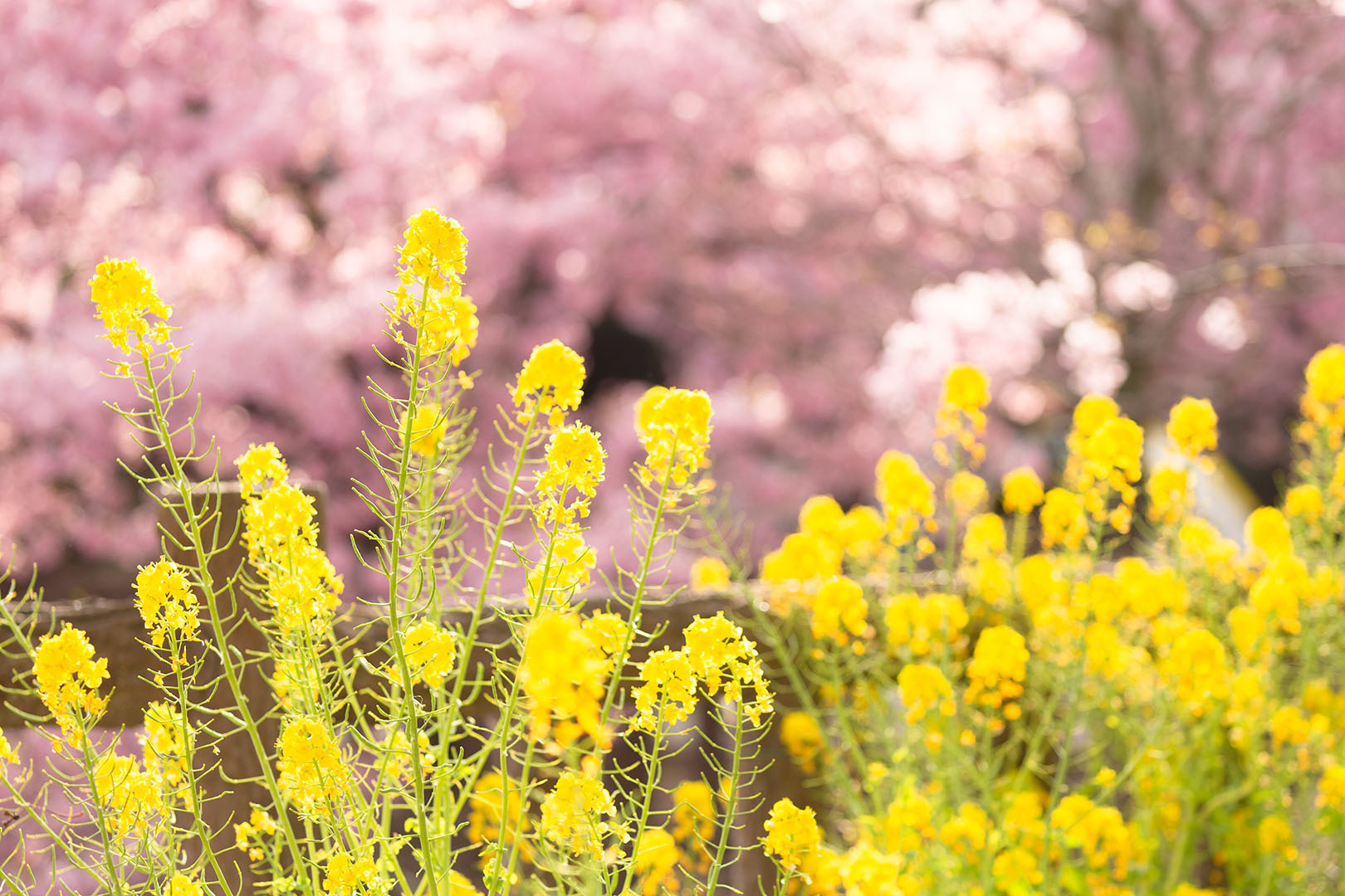 淀　河津桜_a0003166_17404877.jpg