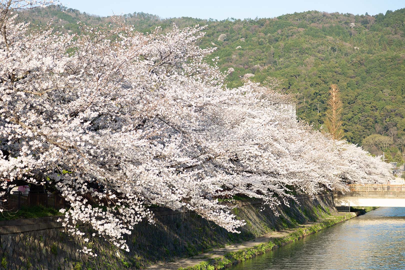 桜（京セラ美術館の前）_a0003166_17413220.jpg