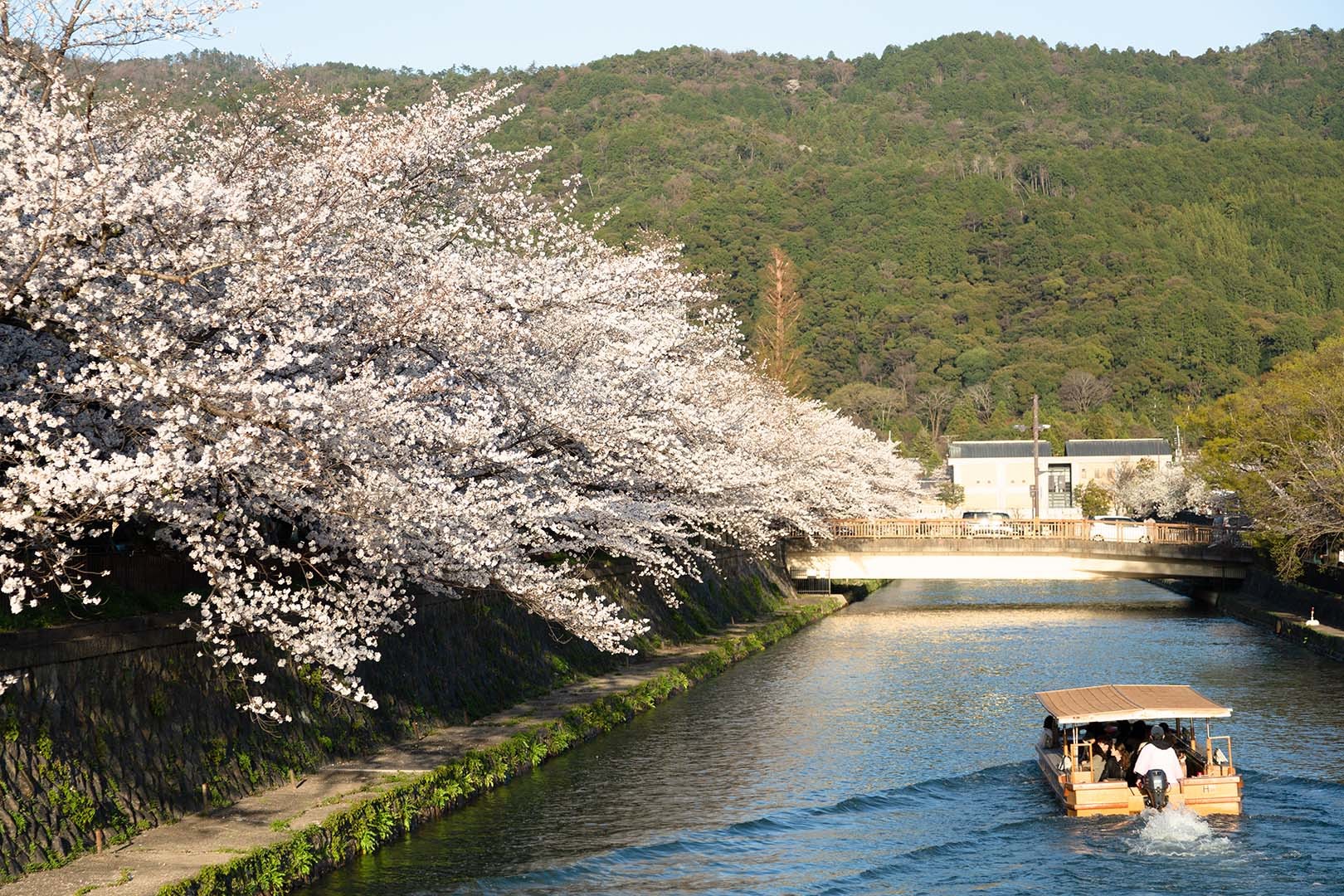 桜（京セラ美術館の前）_a0003166_17413228.jpg