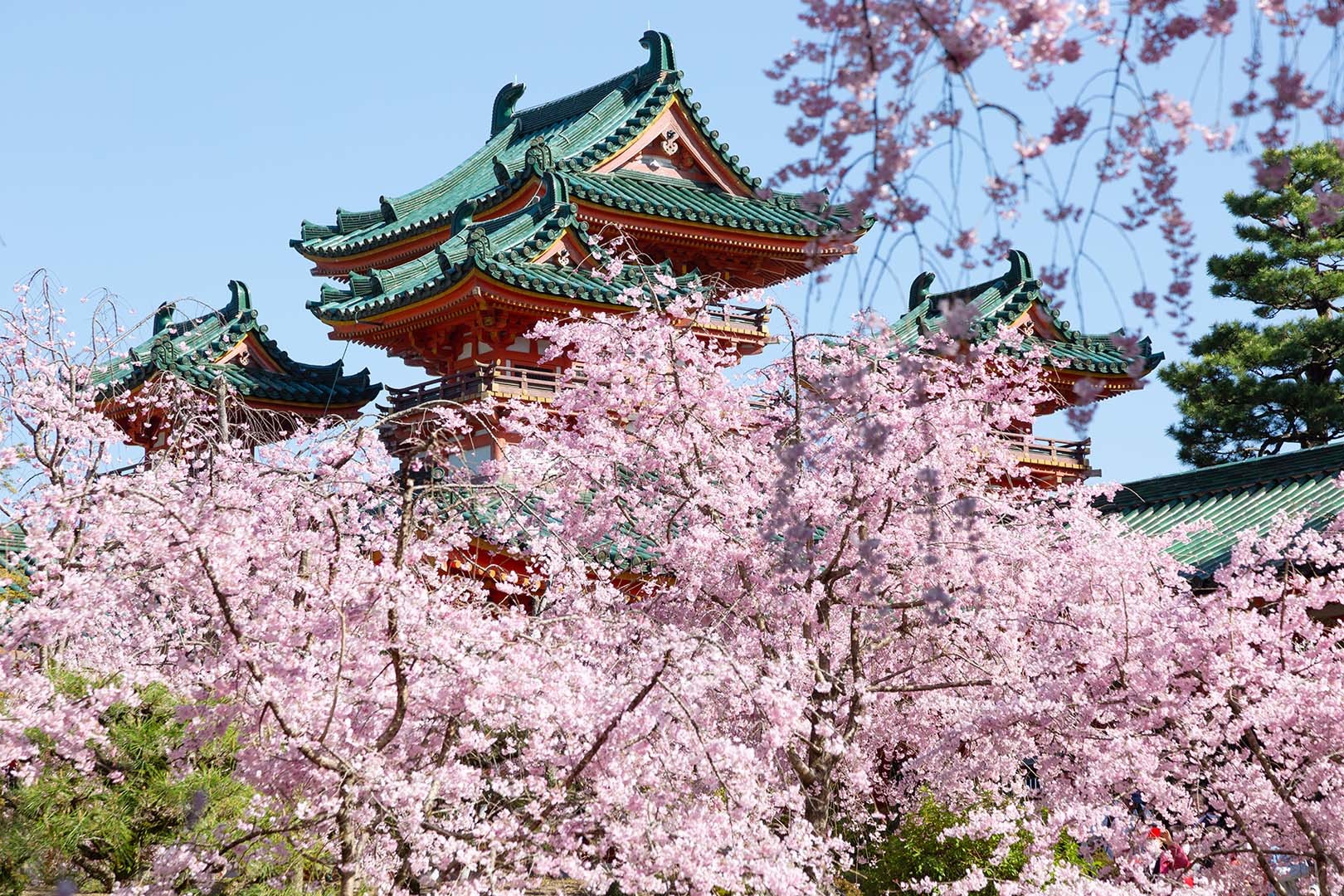 桜（平安神宮）_a0003166_17425839.jpg