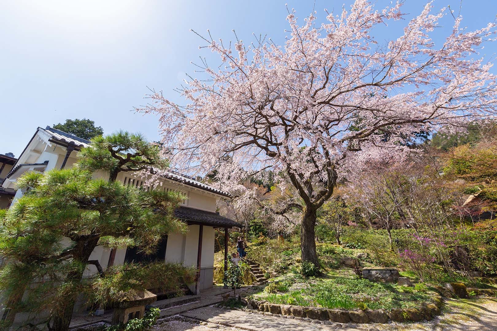 常寂光寺の桜_a0003166_17441111.jpg