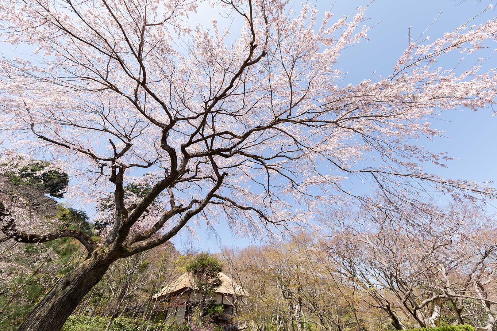 常寂光寺の桜_a0003166_17441934.jpg
