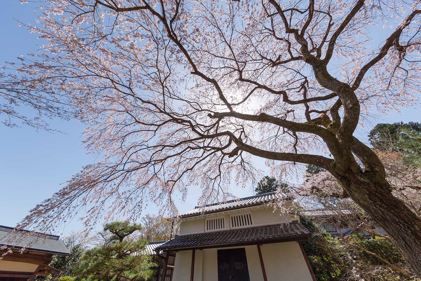 常寂光寺の桜_a0003166_17442267.jpg