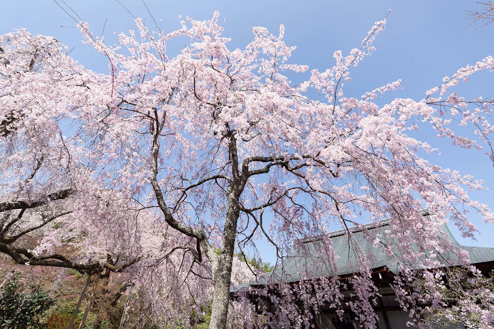 天龍寺の桜_a0003166_17472541.jpg
