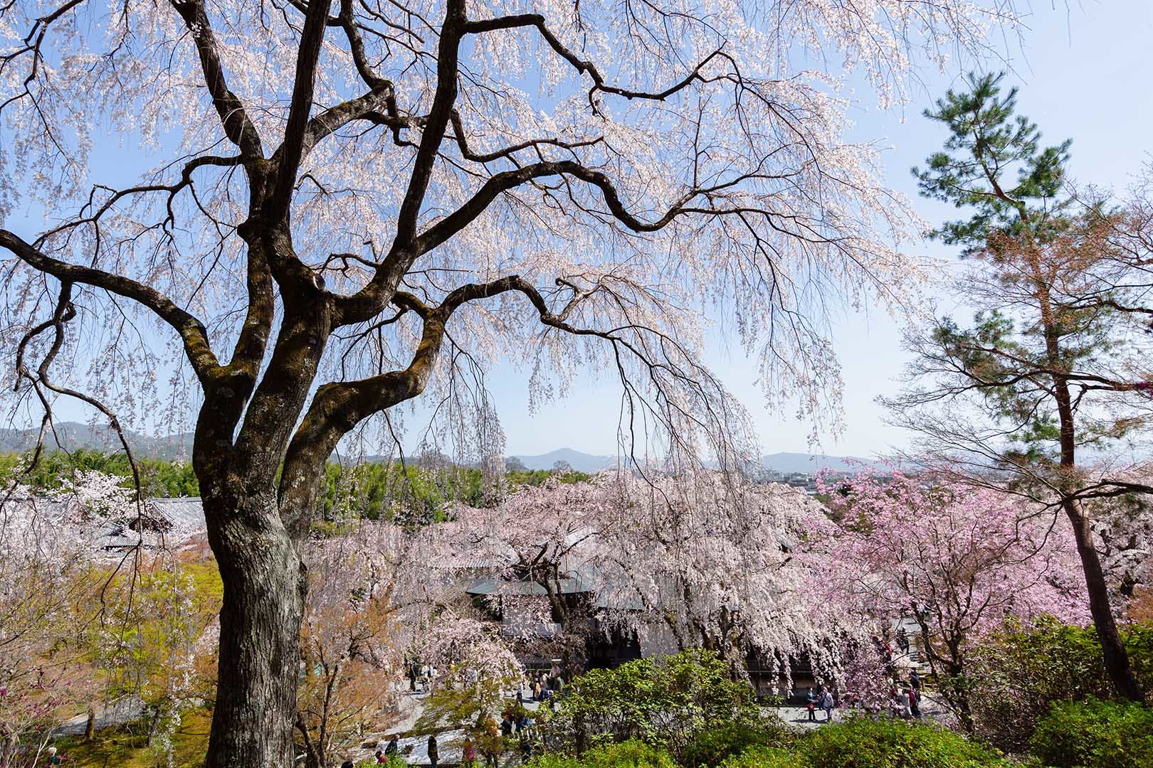 天龍寺の桜_a0003166_17472582.jpg