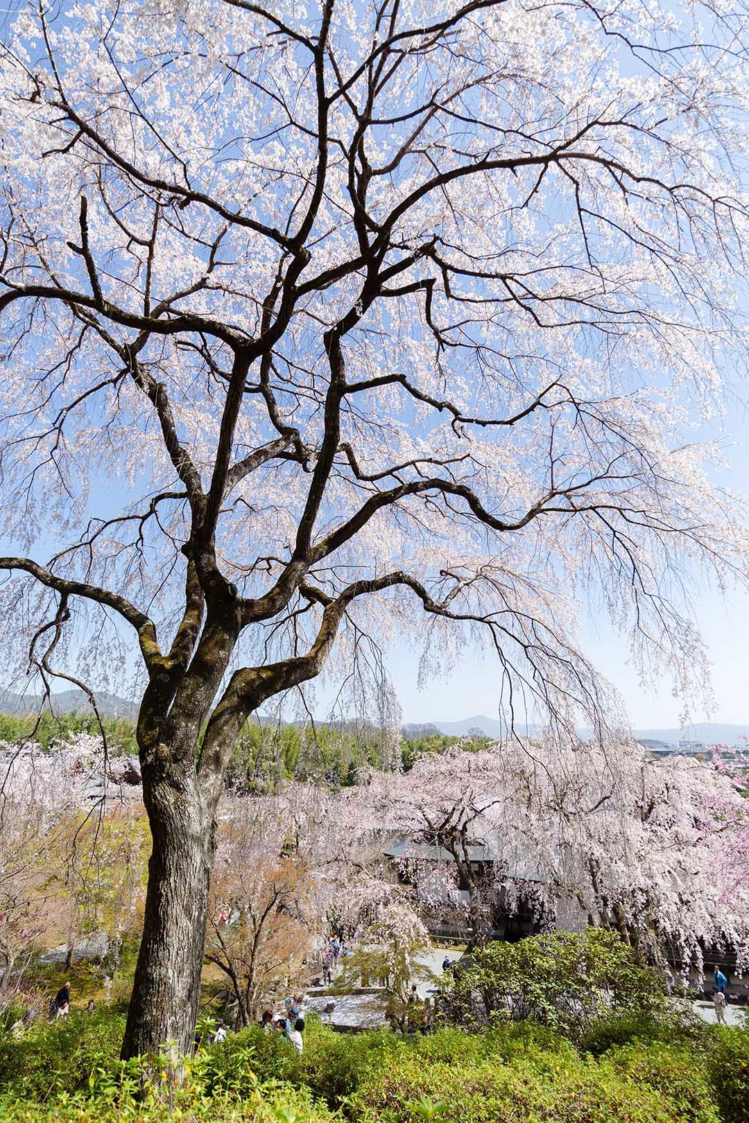 天龍寺の桜_a0003166_17472682.jpg