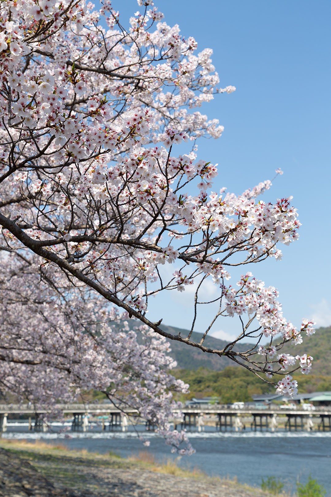 嵐山の桜_a0003166_17475604.jpg