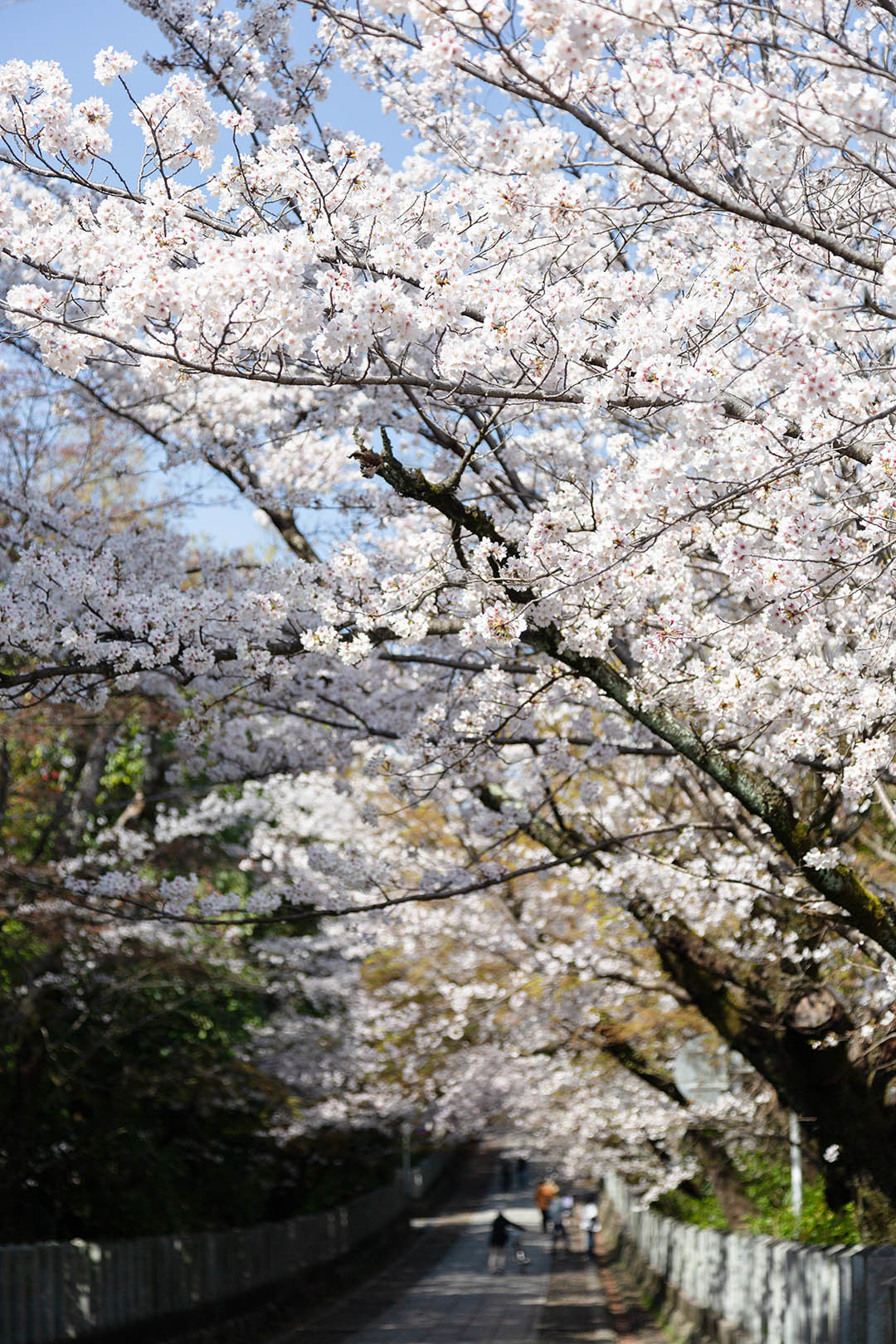 向日神社の桜_a0003166_17491020.jpg