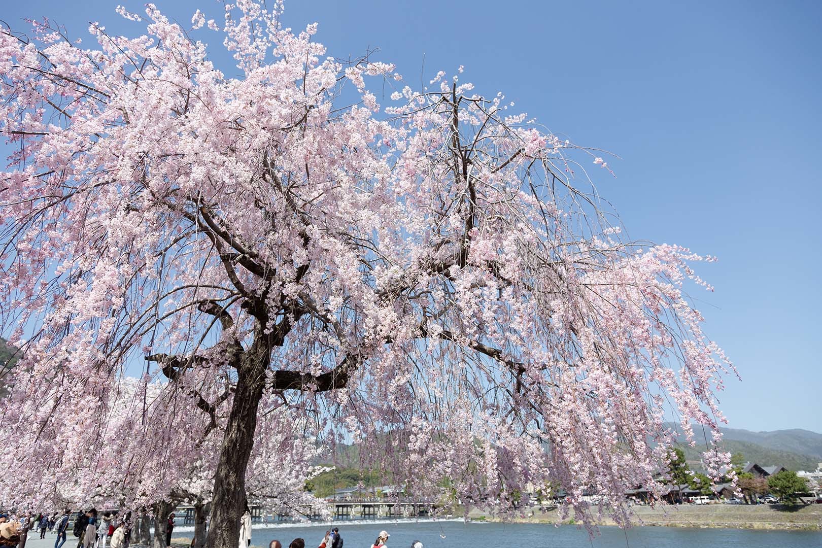 桜（嵐山）_a0003166_17500048.jpg