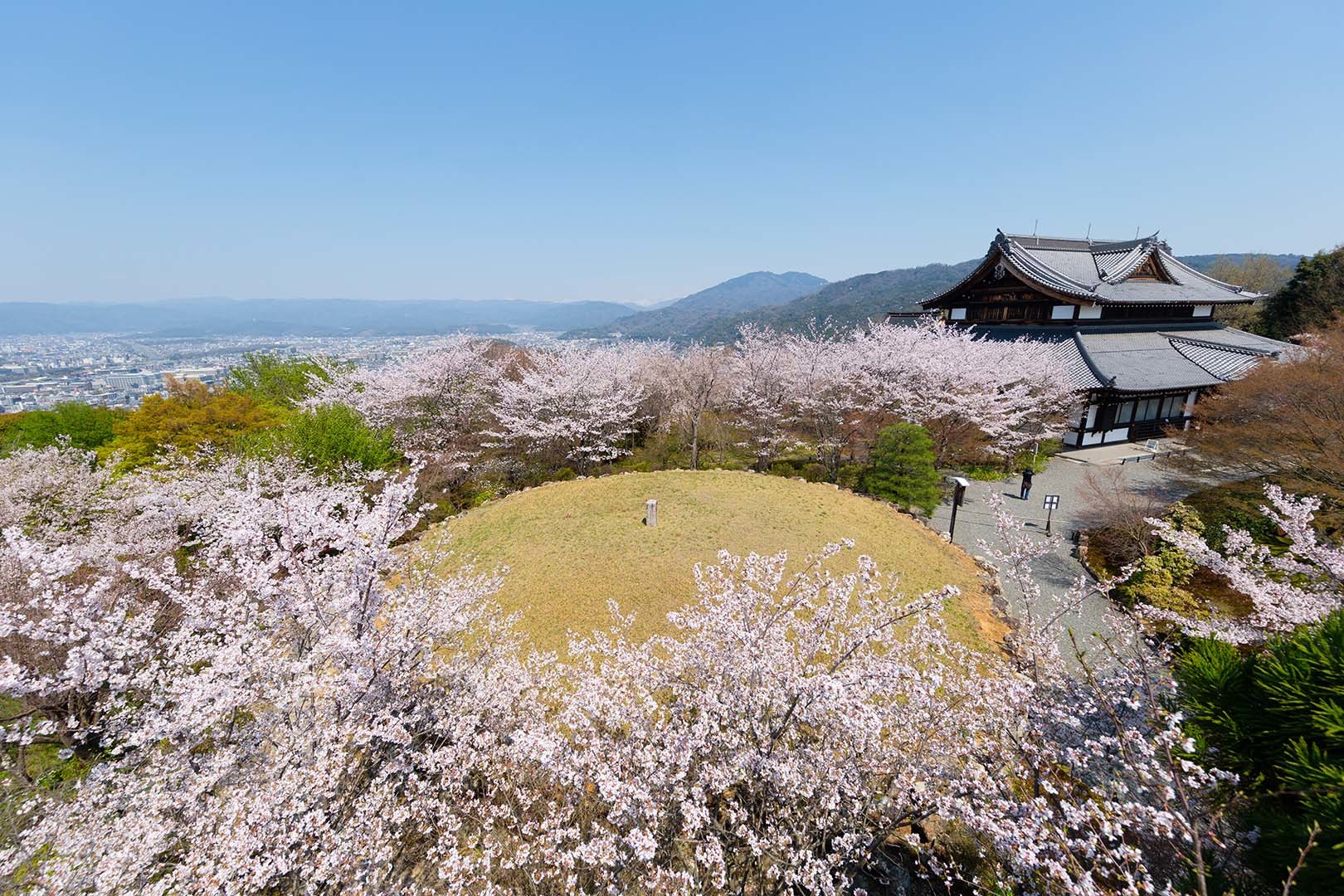将軍塚の桜_a0003166_17503662.jpg
