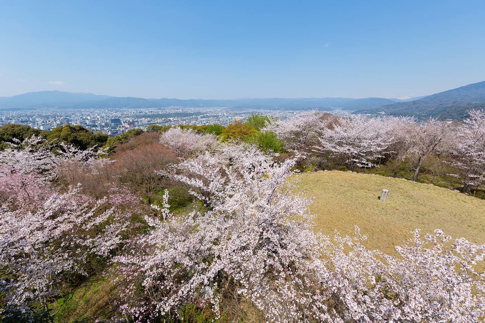 将軍塚の桜_a0003166_17504087.jpg