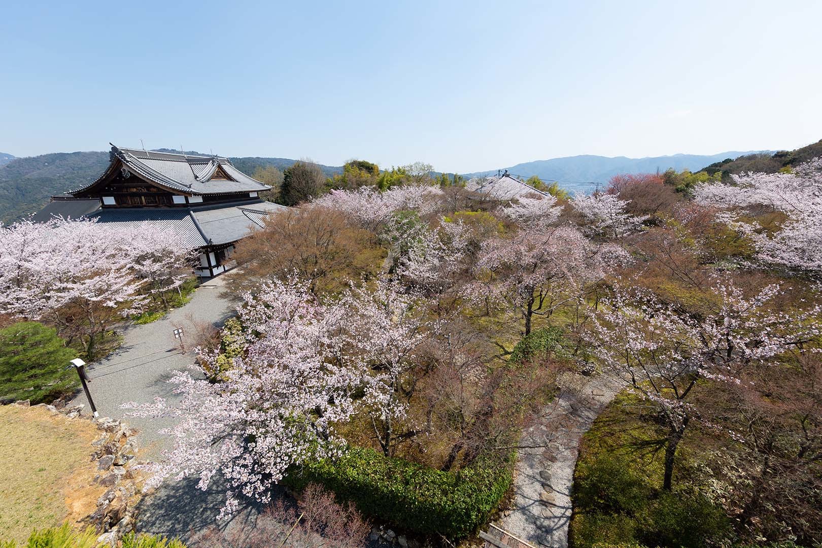将軍塚の桜_a0003166_17504095.jpg