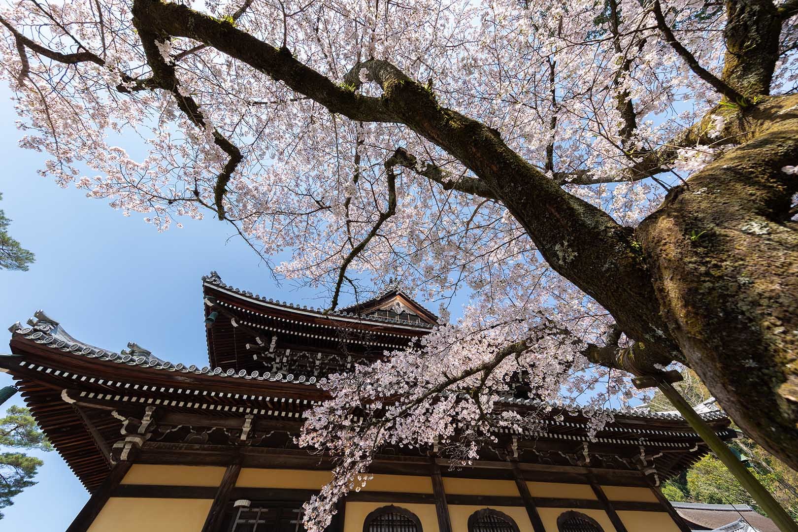 南禅寺の桜_a0003166_17530881.jpg