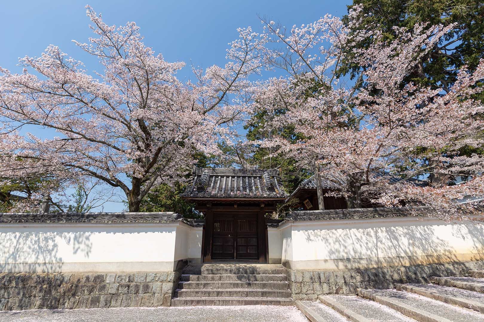 南禅寺の桜_a0003166_17531073.jpg