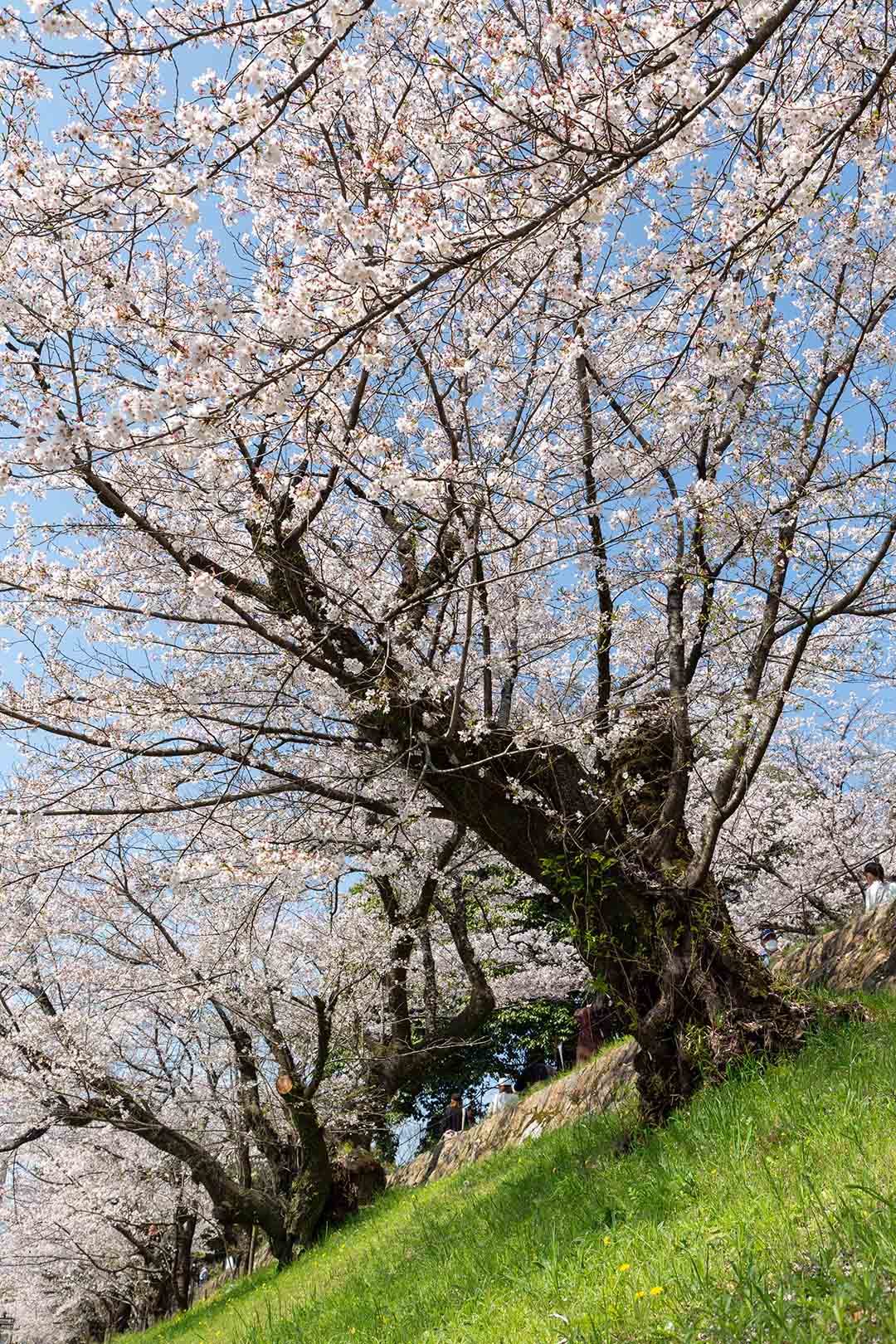 蹴上の桜_a0003166_17542981.jpg