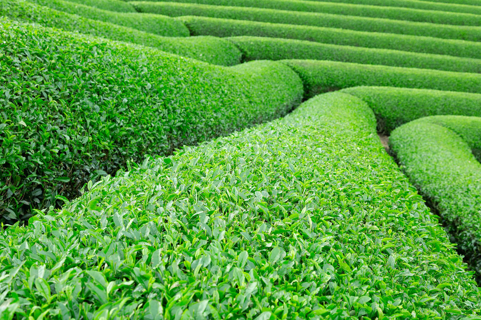 茶畑_a0003166_17553750.jpg