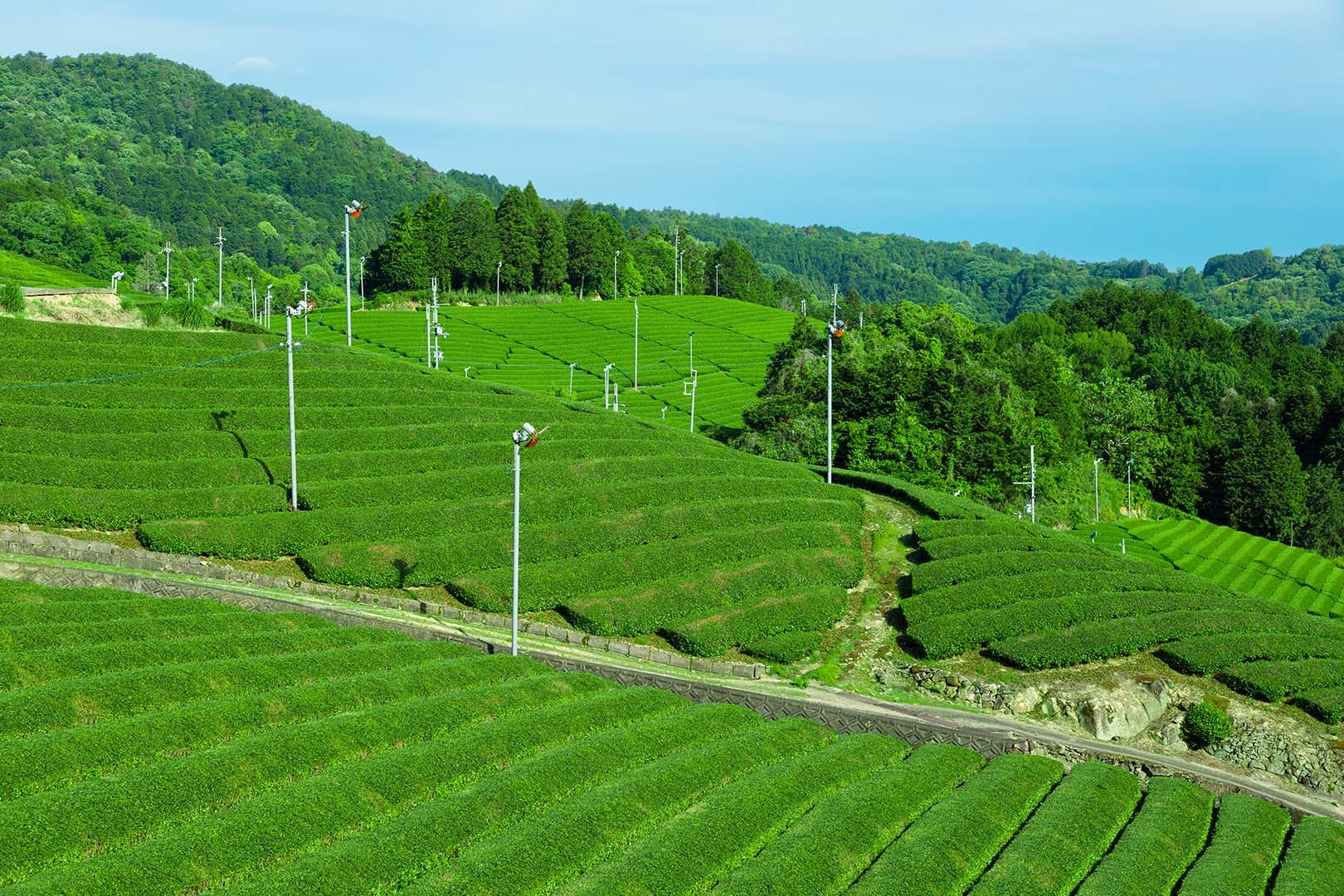 茶畑_a0003166_17560919.jpg