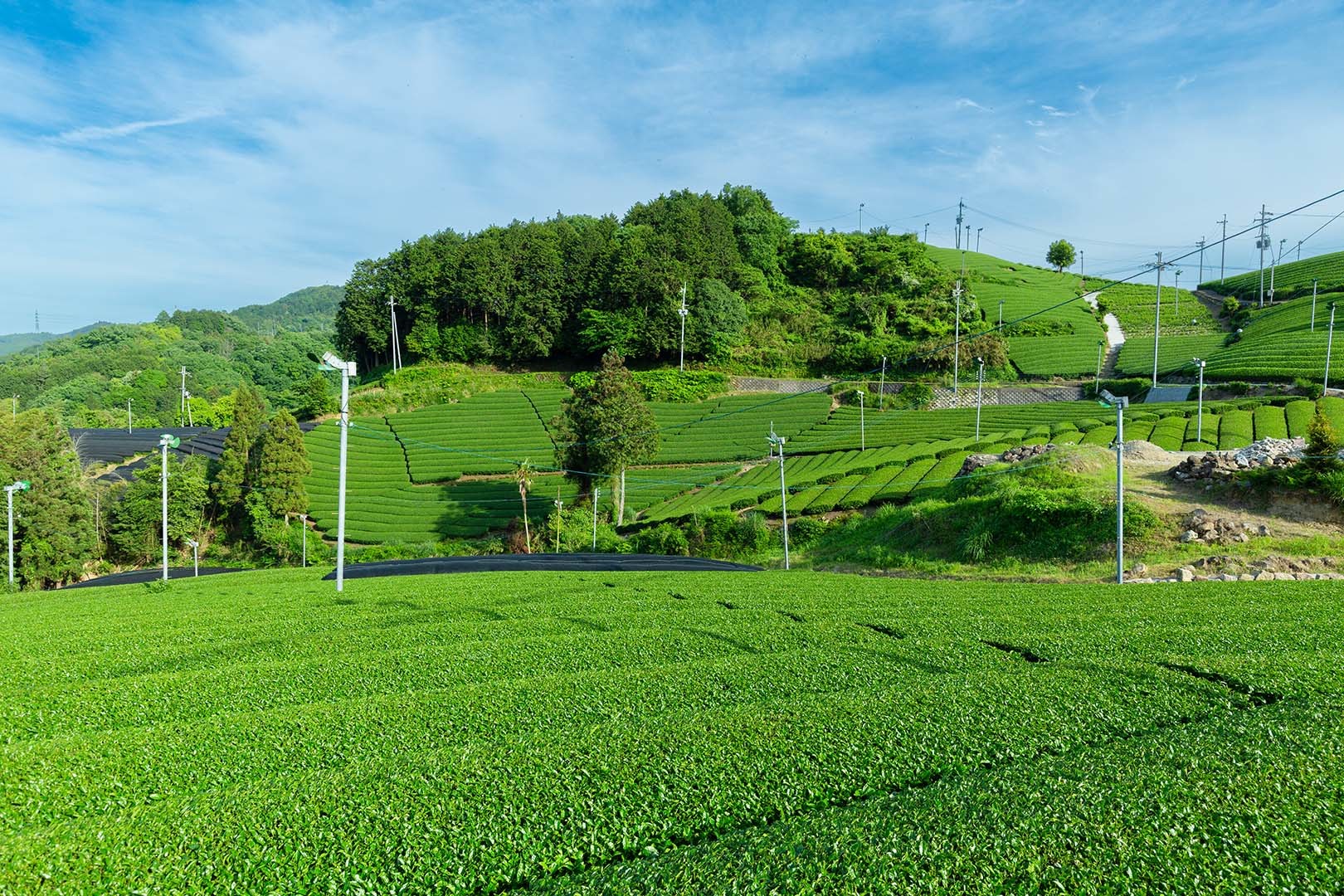 茶畑_a0003166_17564155.jpg
