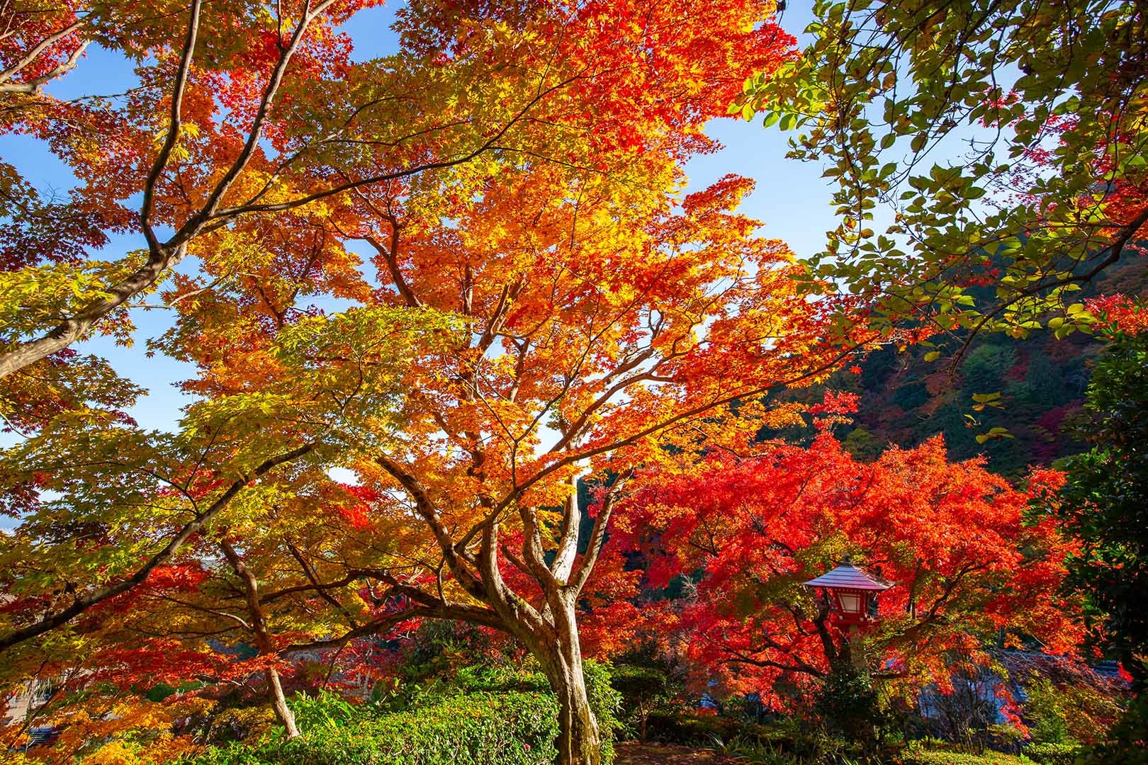 善峯寺_a0003166_17580207.jpg