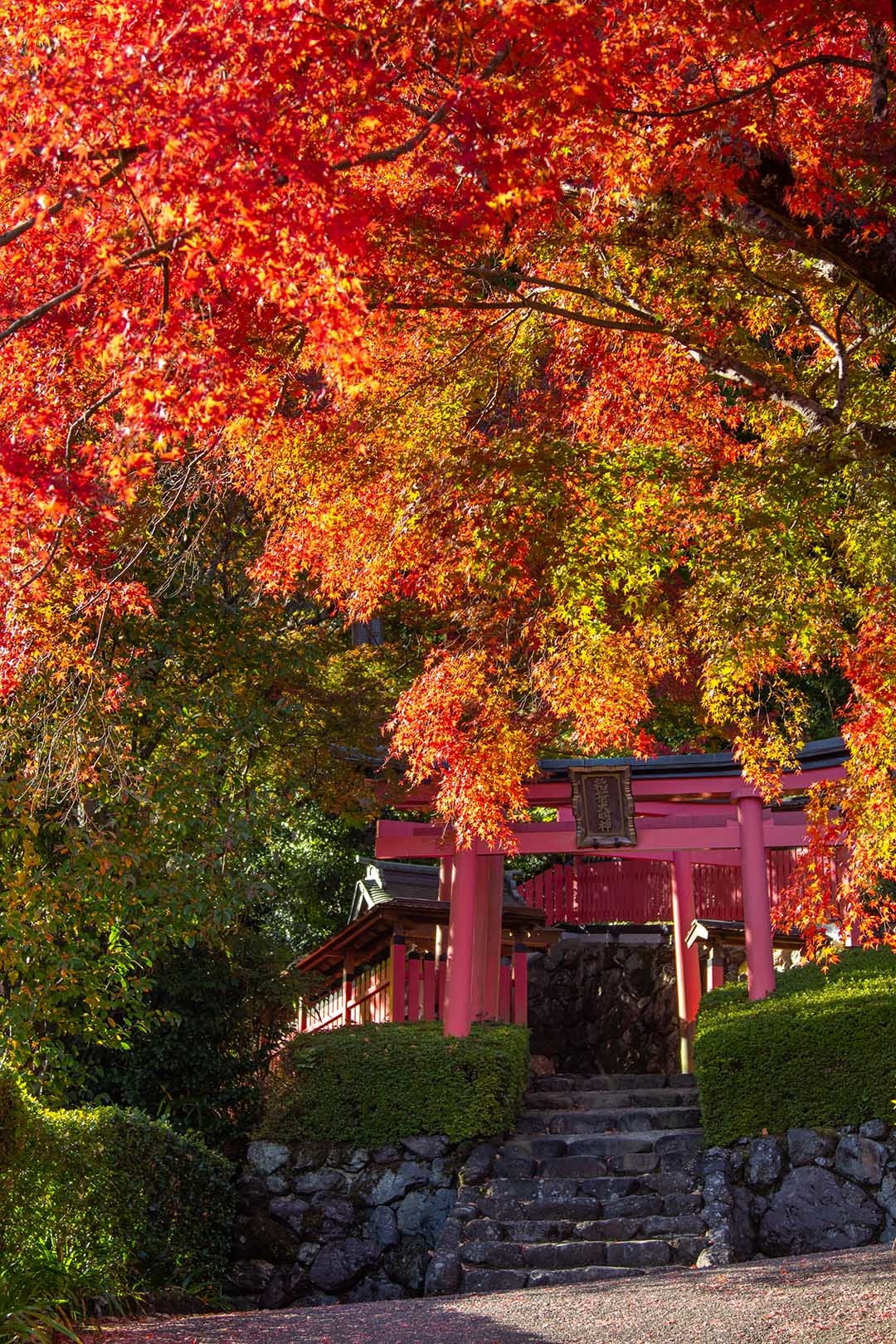 善峯寺_a0003166_17580282.jpg