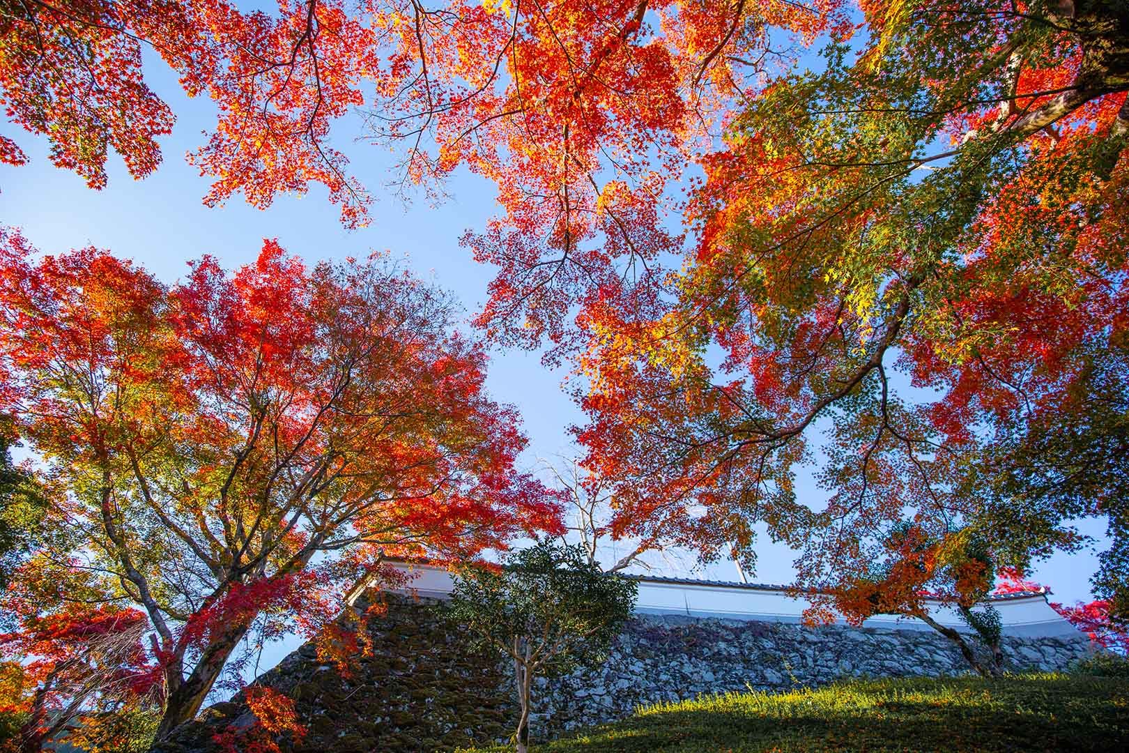 善峯寺_a0003166_17580396.jpg