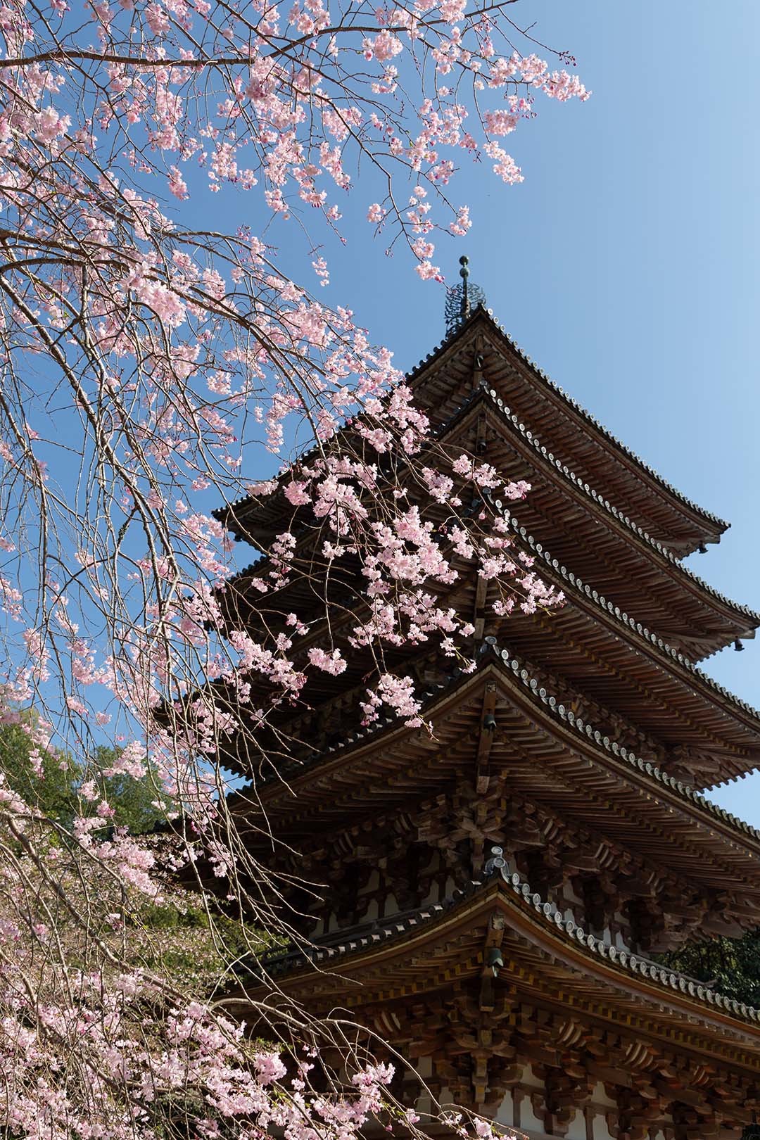 醍醐寺の桜_a0003166_17592971.jpg