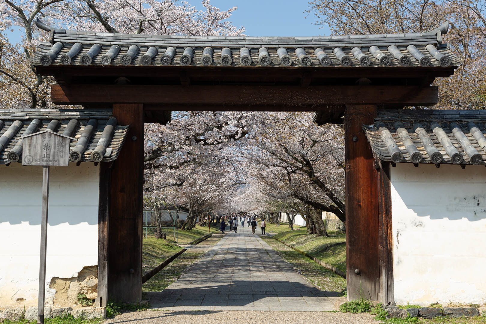 醍醐寺の桜_a0003166_17593108.jpg