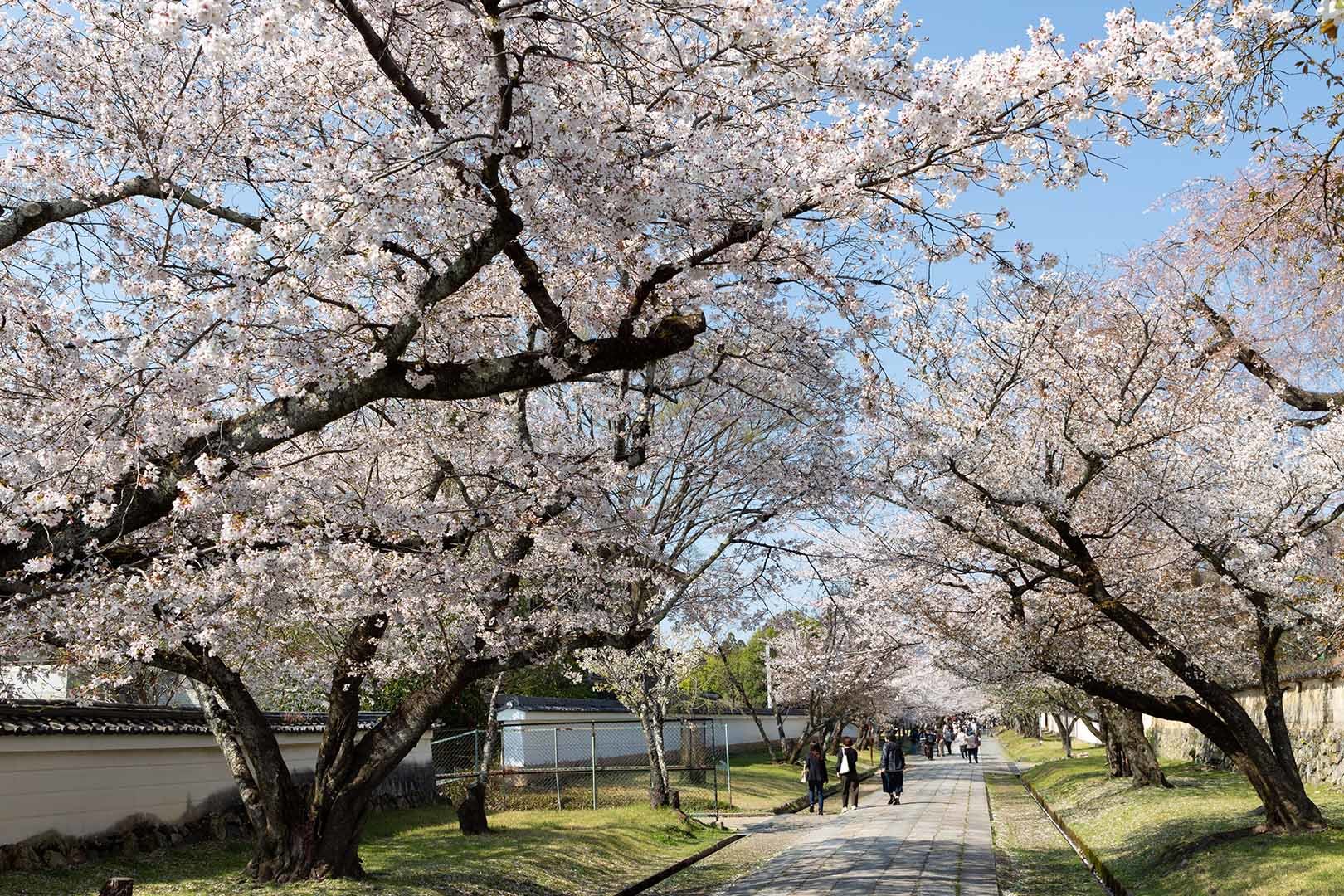 醍醐寺の桜_a0003166_17593381.jpg