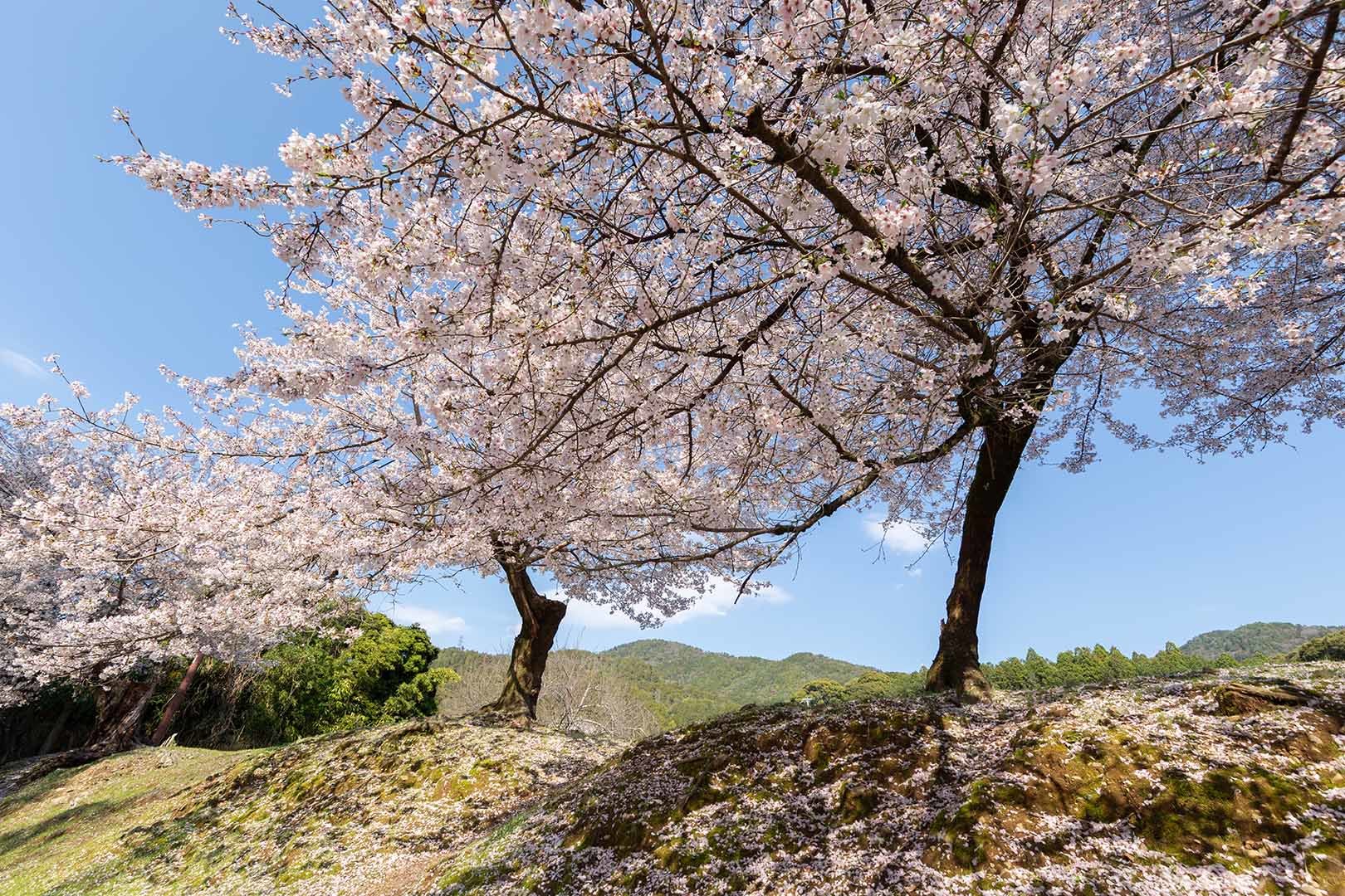 醍醐寺の桜_a0003166_17593519.jpg