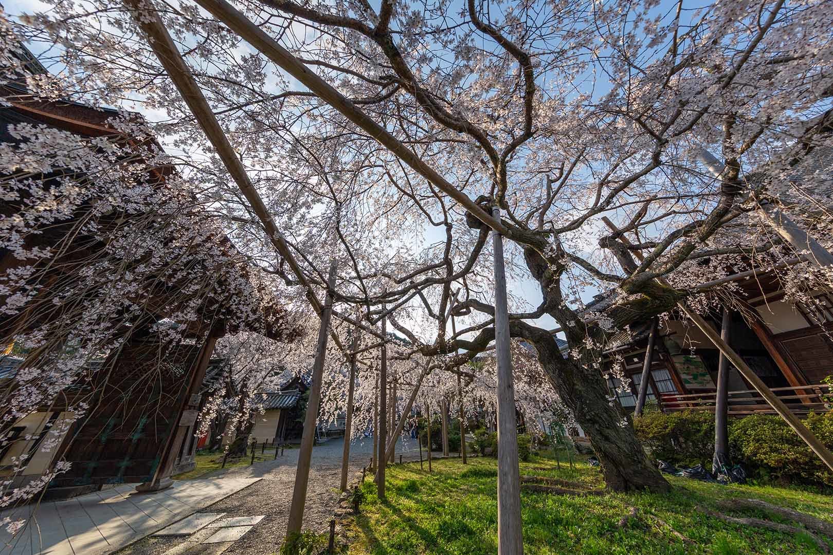 毘沙門堂門跡の桜_a0003166_18013657.jpg