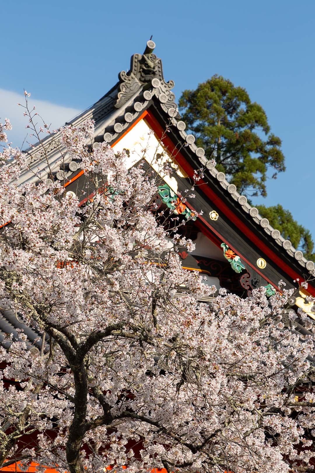 毘沙門堂門跡の桜_a0003166_18013844.jpg