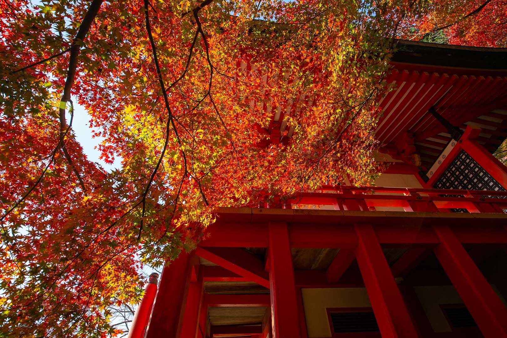 醍醐寺_a0003166_18033301.jpg