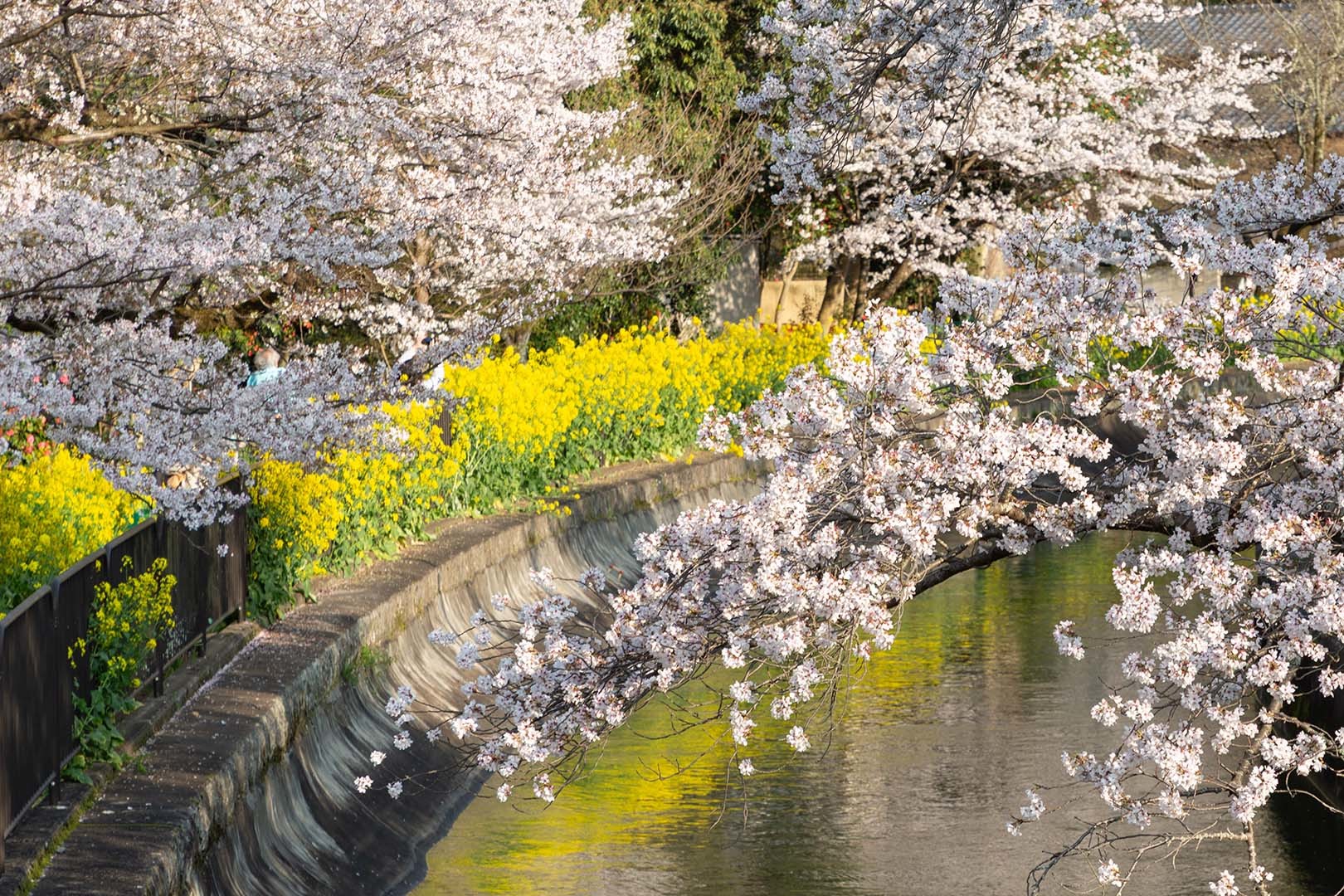 山科疎水の桜_a0003166_18035634.jpg