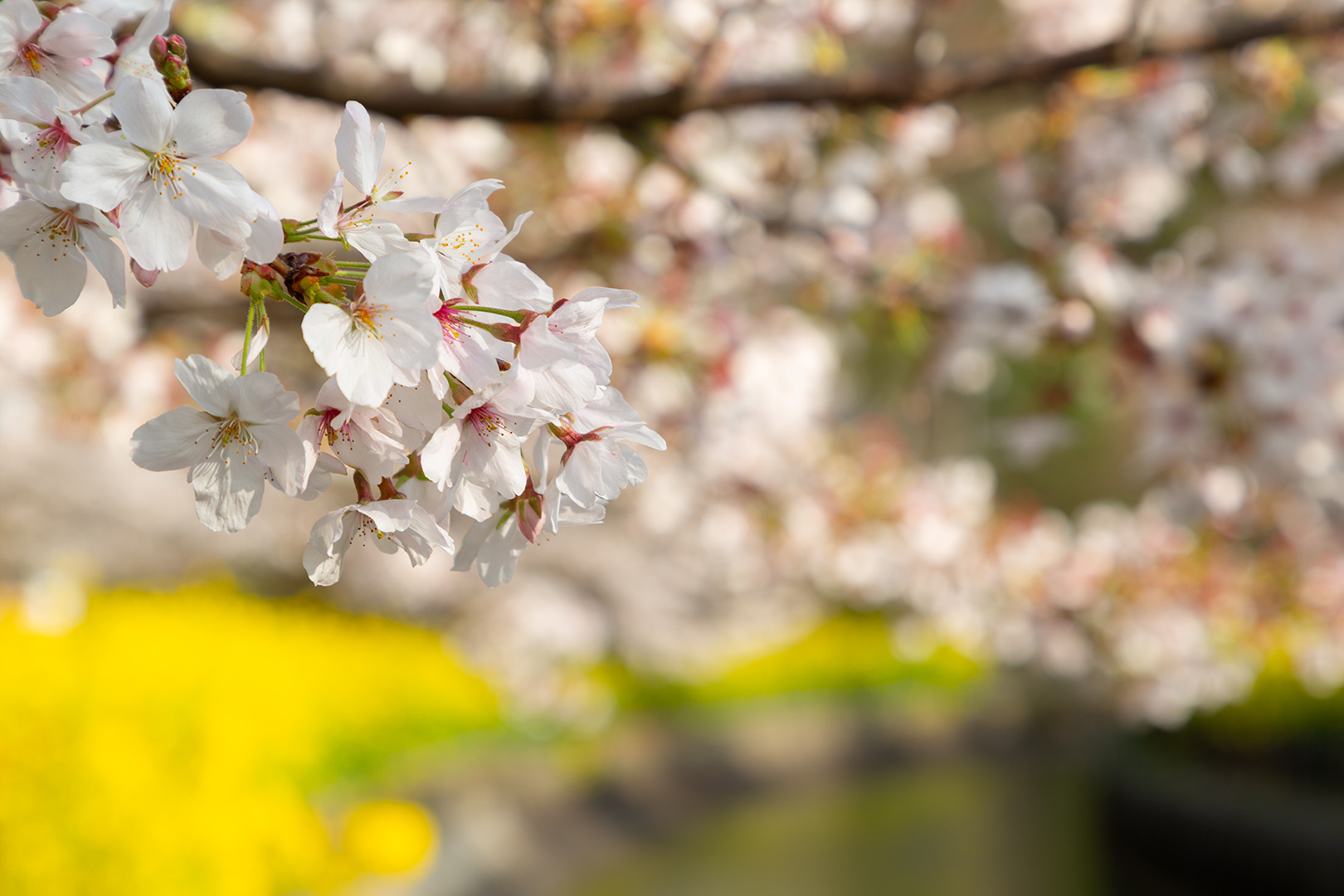 山科疎水の桜_a0003166_18035973.jpg