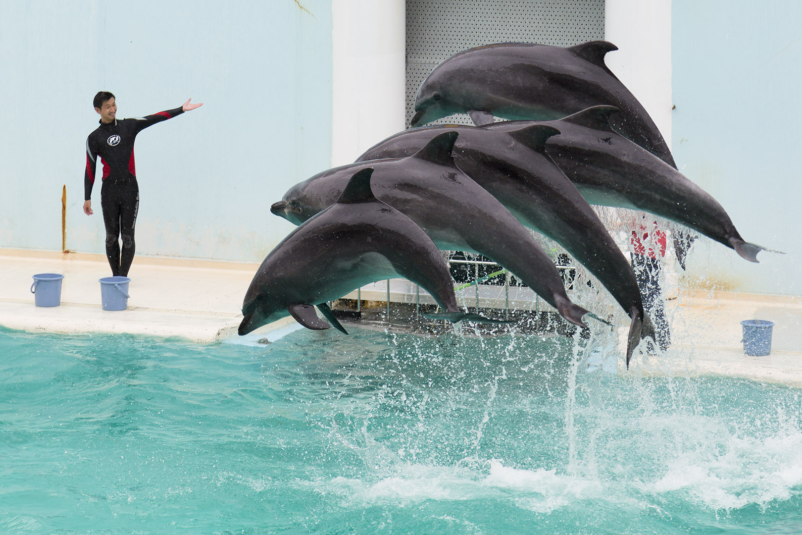 イルカ　（須磨海浜水族園）_a0003166_18122647.jpg