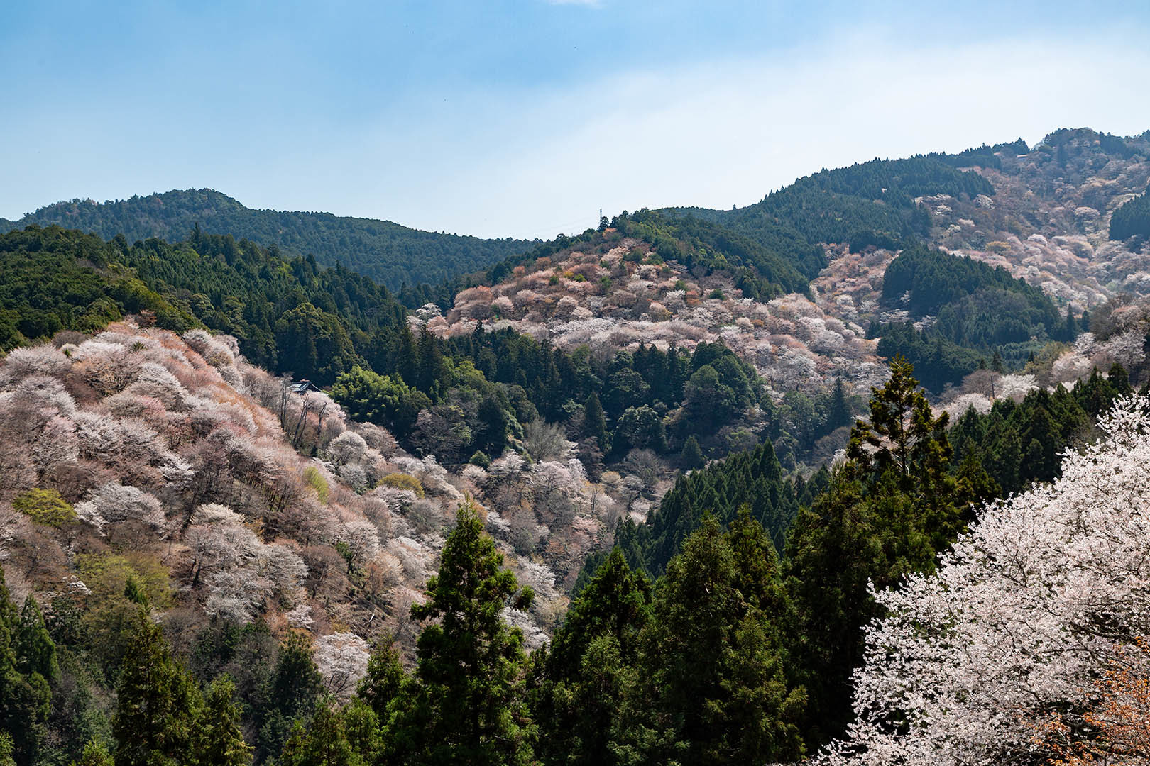 吉野の桜_a0003166_18143740.jpg