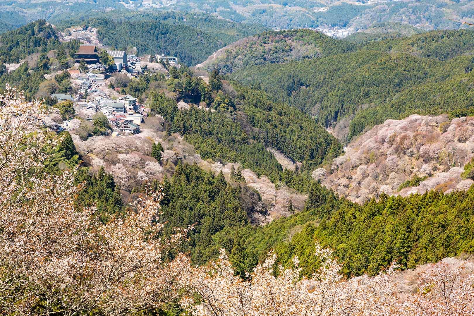 吉野の桜_a0003166_18143780.jpg