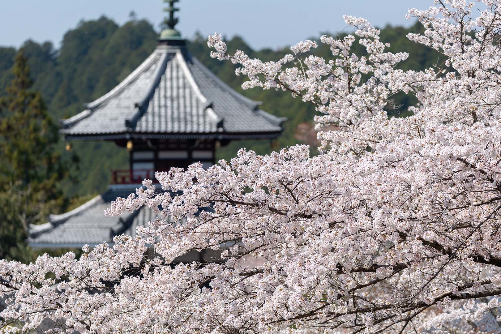 吉野の桜_a0003166_18144794.jpg