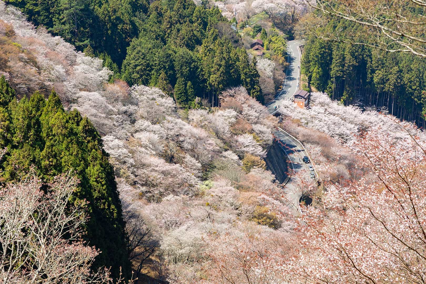吉野の桜_a0003166_18151577.jpg