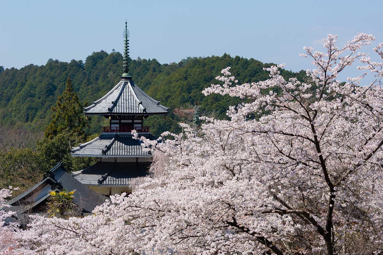 吉野の桜_a0003166_18153549.jpg