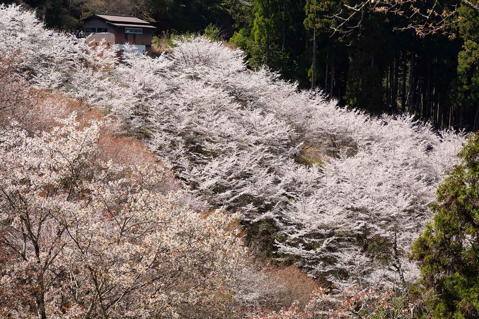 吉野の桜_a0003166_18153585.jpg
