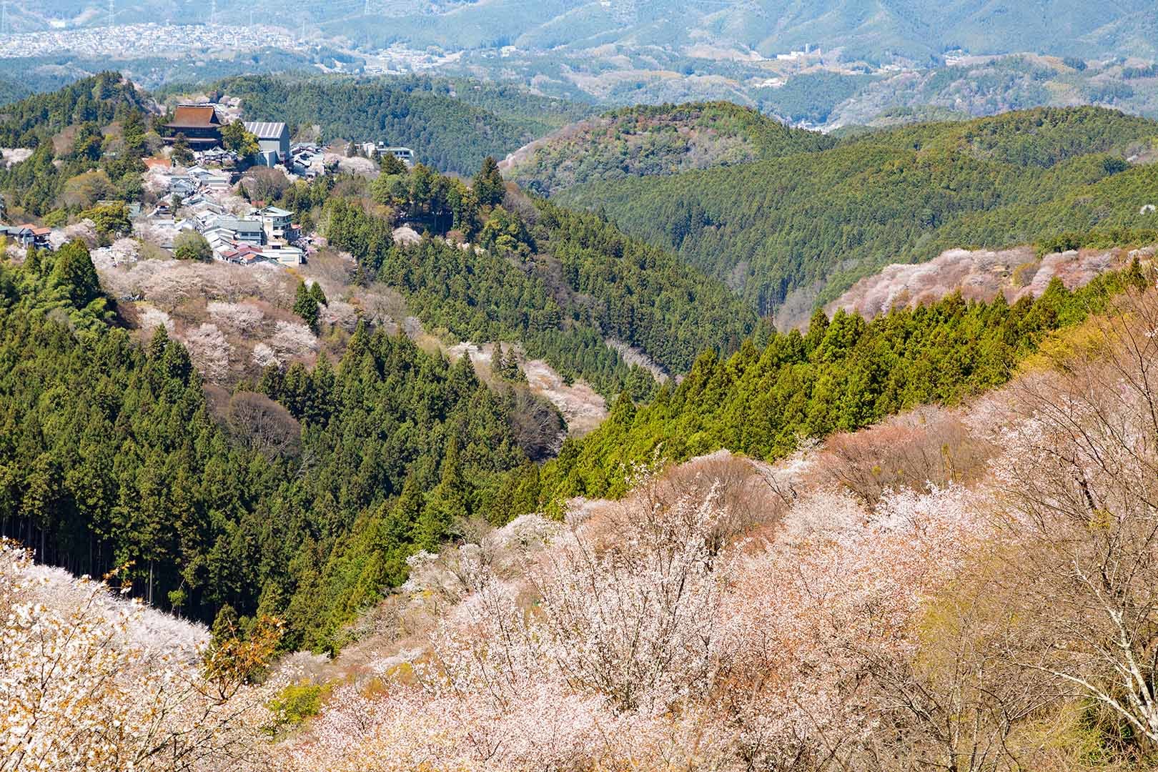 吉野の桜_a0003166_18153594.jpg