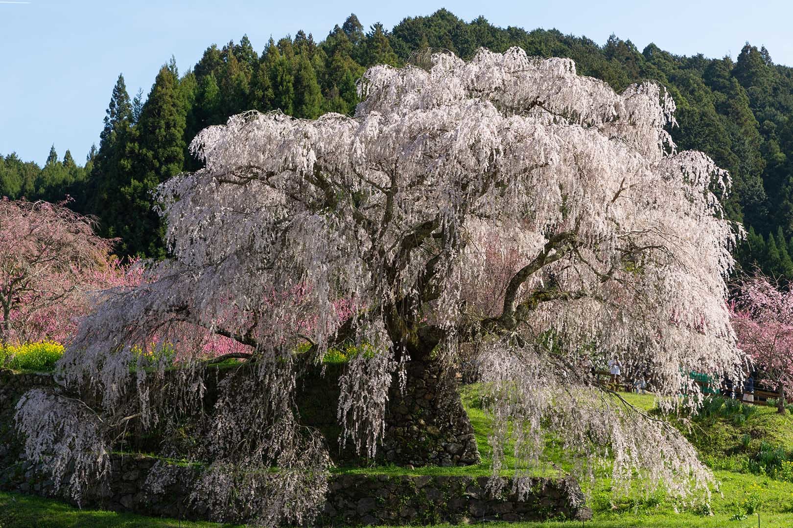又兵衛桜_a0003166_18191284.jpg