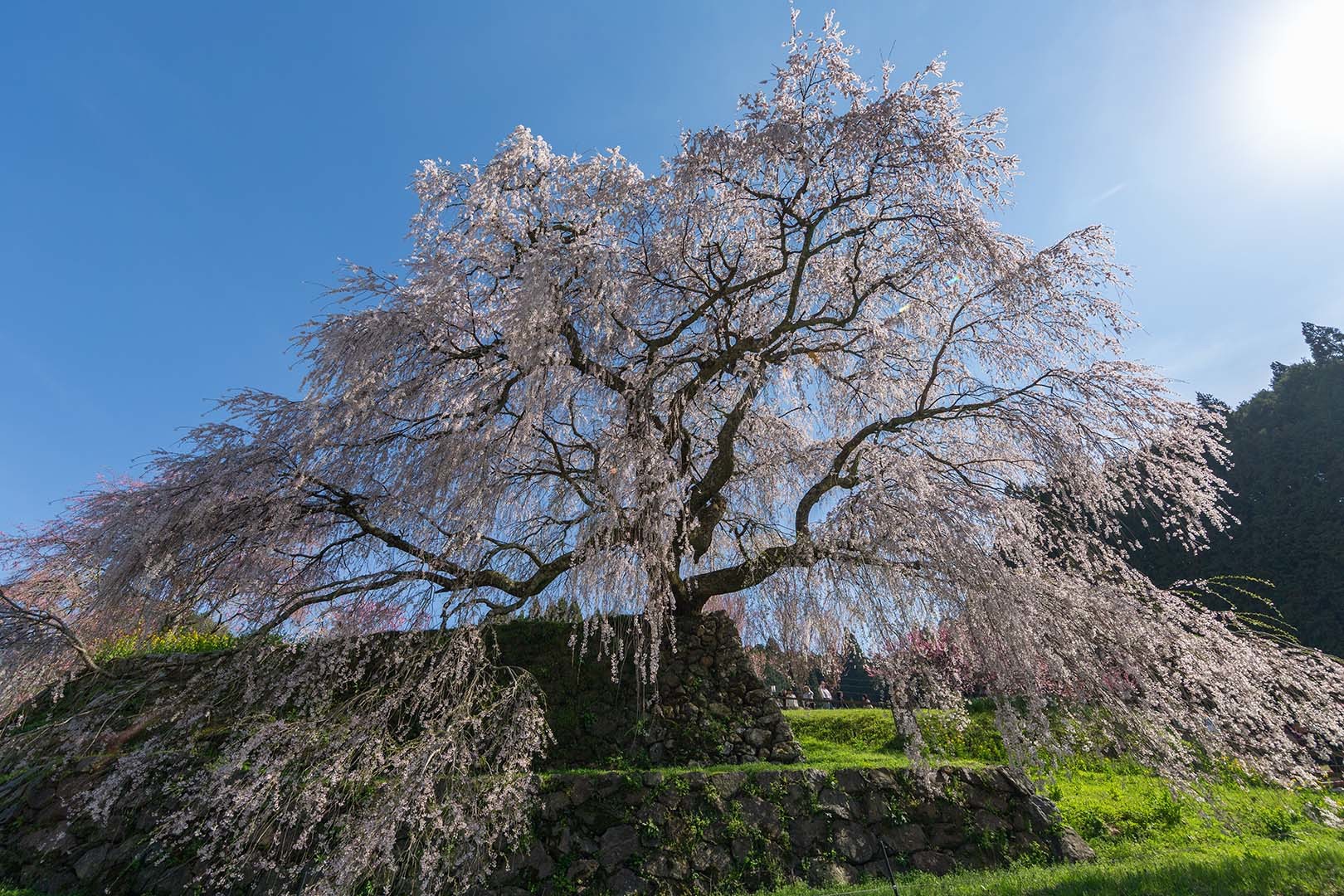 又兵衛桜_a0003166_18191990.jpg