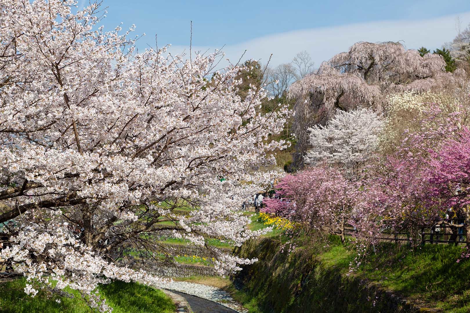 又兵衛桜_a0003166_18192220.jpg