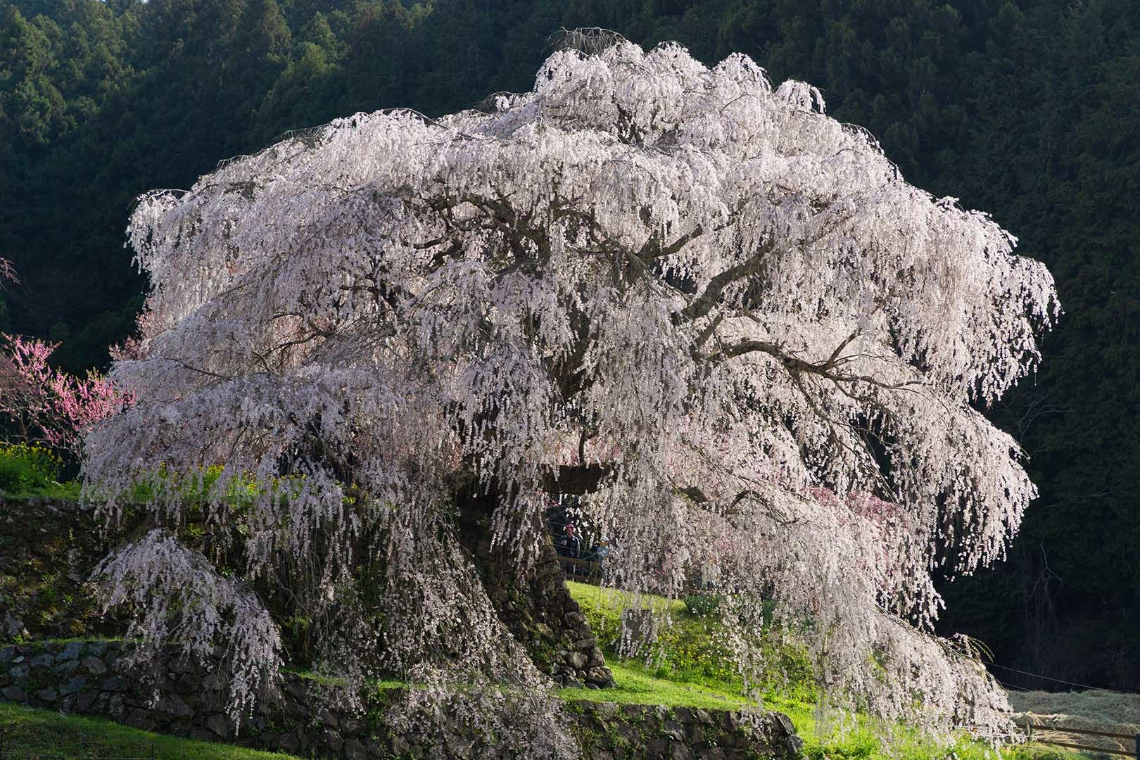 又兵衛桜_a0003166_18192476.jpg